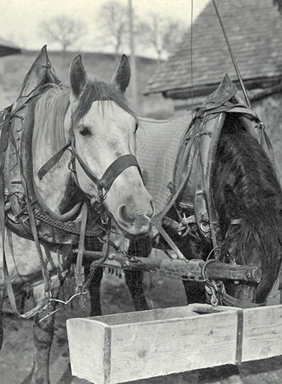Historic photo of working horses used at Hessler Kalkwerke